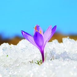 Flower in ice