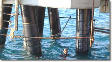 Installation of SeaShield 100 System to steel piles, with the HDPE Jackets in situ awaiting banding