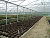 Poly tunnel