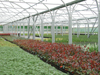 Polythene tunnels