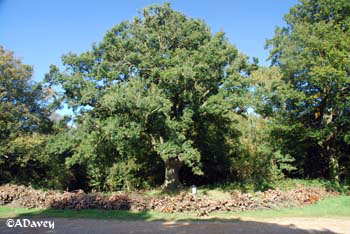 Hampstead Heath