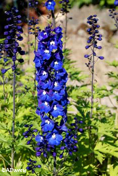 Delphinium