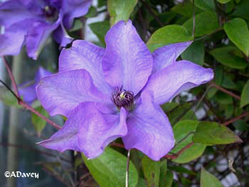 Blue Clematis