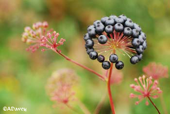 Aralia hispida