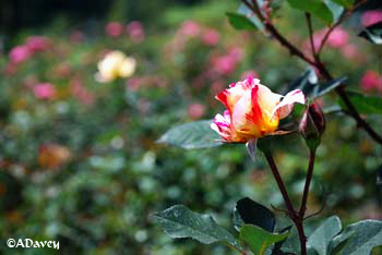 Quito Botanic Gardens