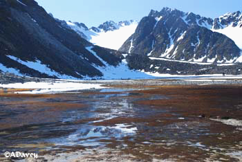 Magdalena Bay tundra