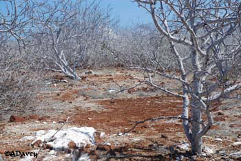 Galapagos Island of Seymour