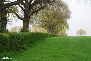 Sussex hedgerow