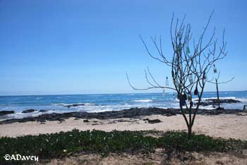 Isabella, Galapagos