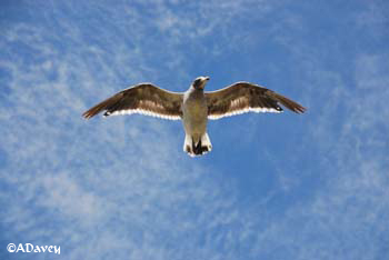 Dolphin Gull