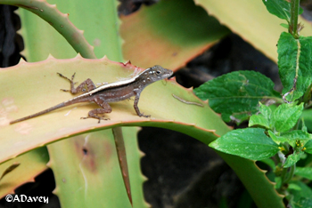 Anole