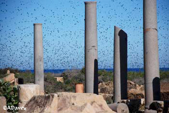 Leptis starlings