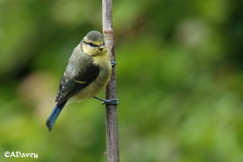 Blue Tit