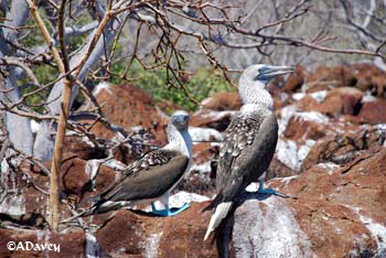 Blue-footed Booby