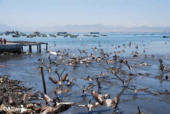 Peruvian Pelican