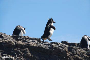 Rockhopper Penguin