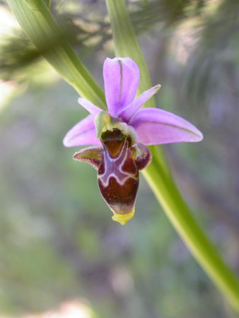 Ophrys scolopax