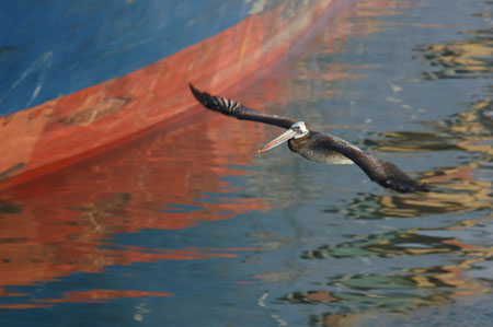 Peruvian Pelican