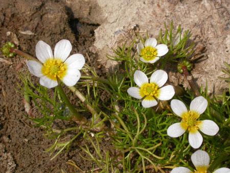 Ranunculus baudotii, Newhaven Tide Mills