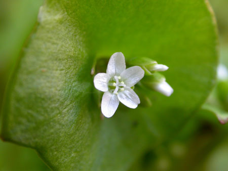 Claytonia perfoliata, Wisley Village in churchyard