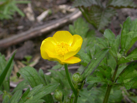 Creeping Buttercup