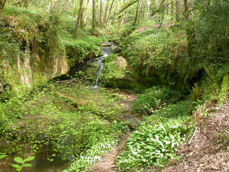 Marline Wood, East Sussex