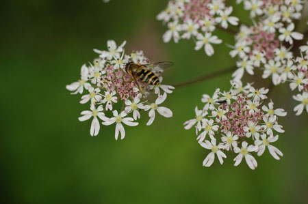 Syrphus ribesii