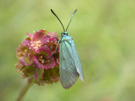 Forester Moth