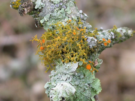 Teloschistes chrysopthalmus, Fairy, Texas, USA