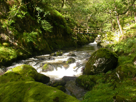 Coed Cymerau, Merioneth, Wales