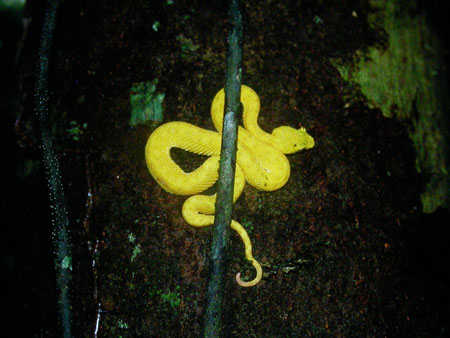 Eyelash Viper, Costa Rica