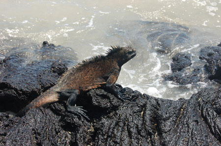 Marine Iguana, Isabella, Galapagos Islands