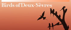 Birds of Deuxs-Sevres