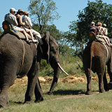 Elephant Safari